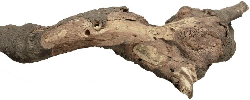 Pe SK Quercus+Viscum.JPG